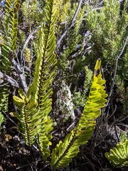 Polypodium pellucidum vulcanicum