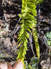 Polypodium pellucidum vulcanicum