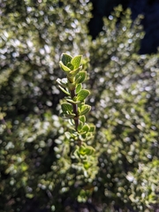 Coprosma montana