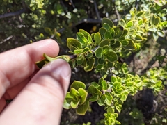 Coprosma montana