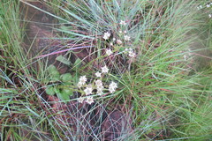 Alepidea setifera