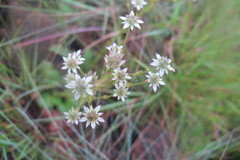 Alepidea setifera