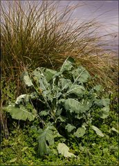 Brassica oleracea italica