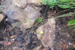 Hypoxis longifolia