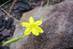 Hypoxis longifolia