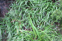 Agapanthus inapertus