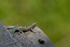 Holaspis guentheri
