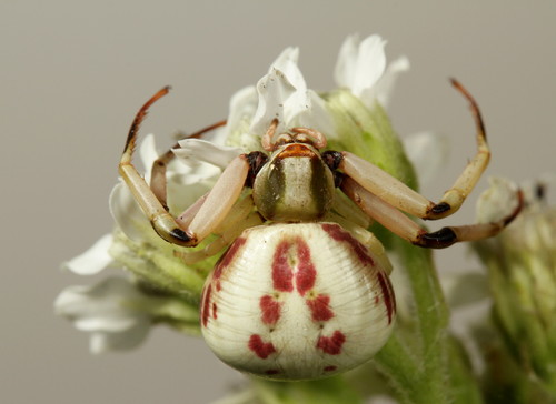White-banded Crab Spider