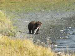 Ursus arctos middendorffi