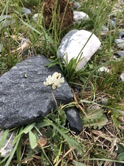 Oxytropis sajanensis