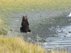 Ursus arctos middendorffi