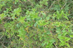 Hyptis verticillata