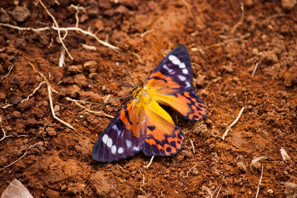 Dysphania cuprina