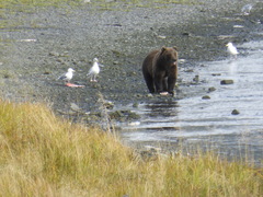 Ursus arctos middendorffi