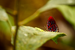 Paralaxita damajanti