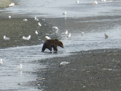 Ursus arctos middendorffi