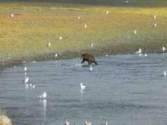 Ursus arctos middendorffi