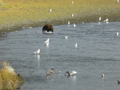 Ursus arctos middendorffi