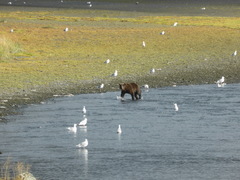 Ursus arctos middendorffi