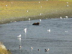 Ursus arctos middendorffi