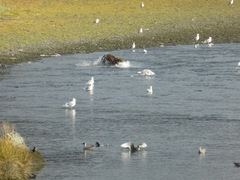 Ursus arctos middendorffi