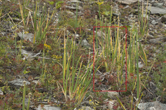 Koenigia alpina