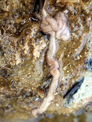 Baseodiscus delineatus