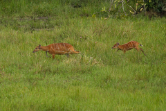 Tragelaphus spekii gratus