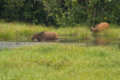 Syncerus caffer nanus