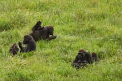 Gorilla gorilla image