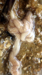 Baseodiscus delineatus