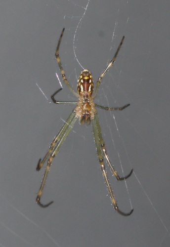 Silver Orb Spider