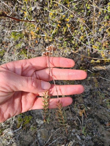 Crassula tetragona