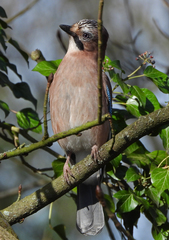 Garrulus glandarius