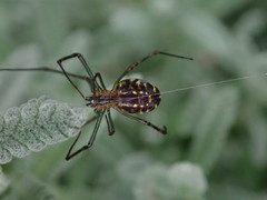 Leucauge dromedaria