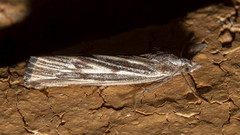 Rhynchopsota delogramma