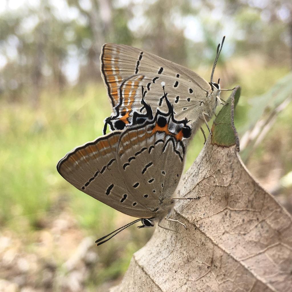 Macqueen's Hairstreak