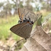 Macqueen's Hairstreak - Photo (c) Ethan Beaver, some rights reserved (CC BY-NC), uploaded by Ethan Beaver