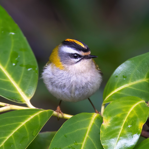 Foto de Common Firecrest