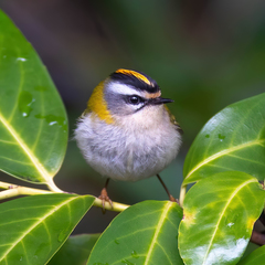 Common Firecrest photo 1