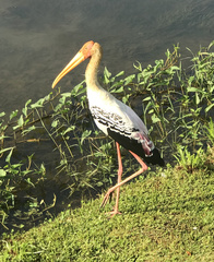 Mycteria leucocephala