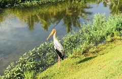 Mycteria leucocephala