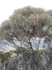 Eucalyptus cunninghamii