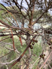 Eucalyptus cunninghamii