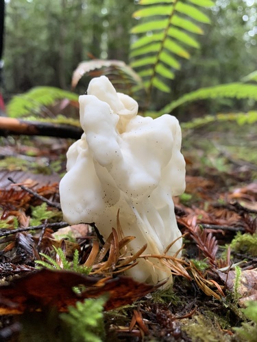 Garbanotoji alvytė nuotrauka