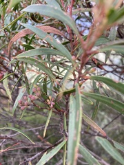 Eucalyptus cunninghamii