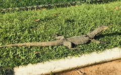 Varanus salvator salvator