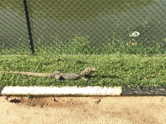 Varanus salvator salvator