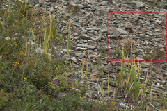 Koenigia alpina