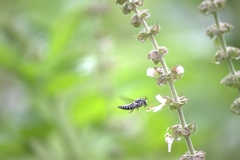 Coelioxys albolineatus